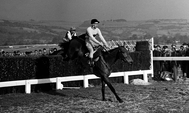 Arkle - Race Horse